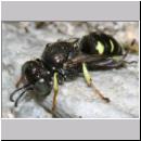 Oxybelus bipunctatus - Fliegenspiesswespe m11b 5mm - OS-Wallenhorst-Tongrube-Lehmwiese.jpg